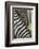 Plains Zebra Mane, Kruger National Park, South Africa-Paul Souders-Framed Photographic Print