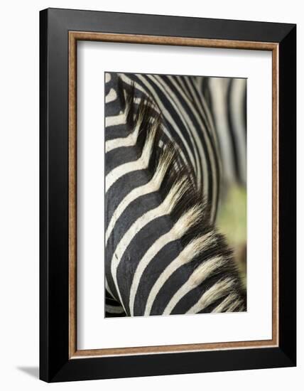 Plains Zebra Mane, Kruger National Park, South Africa-Paul Souders-Framed Photographic Print