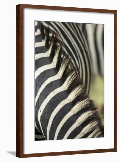 Plains Zebra Mane, Kruger National Park, South Africa-Paul Souders-Framed Photographic Print