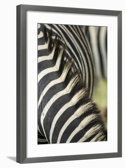 Plains Zebra Mane, Kruger National Park, South Africa-Paul Souders-Framed Photographic Print