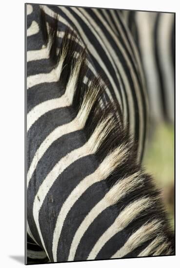 Plains Zebra Mane, Kruger National Park, South Africa-Paul Souders-Mounted Photographic Print