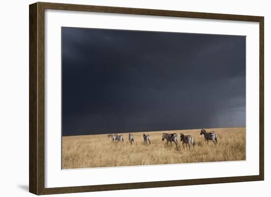 Plains Zebra-null-Framed Photographic Print