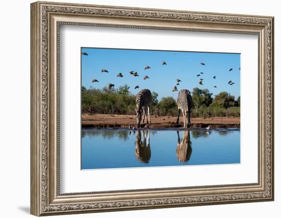 Plains zebras (Equus quagga) drinking at waterhole, Mashatu Game Reserve, Botswana, Africa-Sergio Pitamitz-Framed Photographic Print