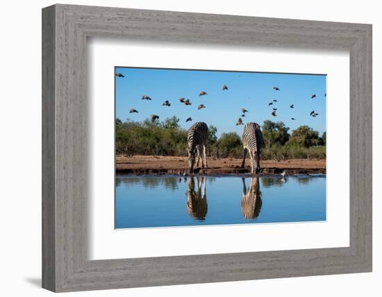 Plains zebras (Equus quagga) drinking at waterhole, Mashatu Game Reserve, Botswana, Africa-Sergio Pitamitz-Framed Photographic Print