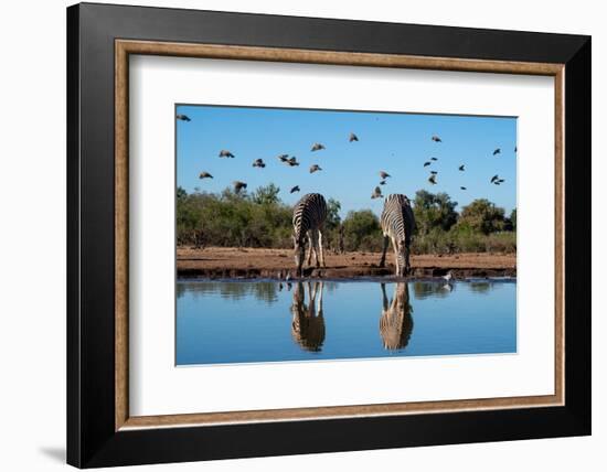 Plains zebras (Equus quagga) drinking at waterhole, Mashatu Game Reserve, Botswana, Africa-Sergio Pitamitz-Framed Photographic Print