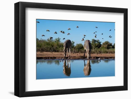 Plains zebras (Equus quagga) drinking at waterhole, Mashatu Game Reserve, Botswana, Africa-Sergio Pitamitz-Framed Photographic Print