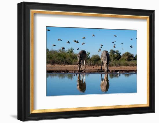 Plains zebras (Equus quagga) drinking at waterhole, Mashatu Game Reserve, Botswana, Africa-Sergio Pitamitz-Framed Photographic Print