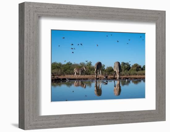 Plains zebras (Equus quagga) drinking at waterhole, Mashatu Game Reserve, Botswana, Africa-Sergio Pitamitz-Framed Photographic Print