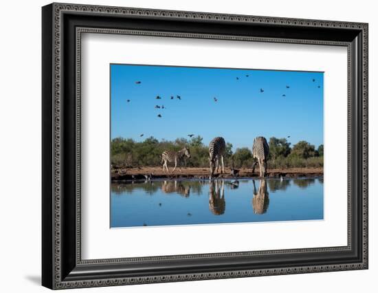 Plains zebras (Equus quagga) drinking at waterhole, Mashatu Game Reserve, Botswana, Africa-Sergio Pitamitz-Framed Photographic Print