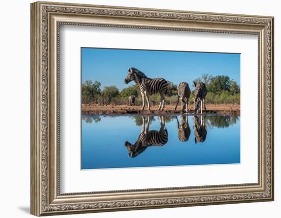 Plains zebras (Equus quagga) drinking at waterhole, Mashatu Game Reserve, Botswana, Africa-Sergio Pitamitz-Framed Photographic Print