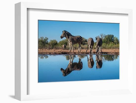 Plains zebras (Equus quagga) drinking at waterhole, Mashatu Game Reserve, Botswana, Africa-Sergio Pitamitz-Framed Photographic Print