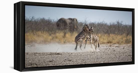 Plains Zebras, Equus Quagga, Fighting, with an Elephant in the Background-Alex Saberi-Framed Premier Image Canvas