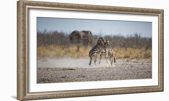 Plains Zebras, Equus Quagga, Fighting, with an Elephant in the Background-Alex Saberi-Framed Photographic Print