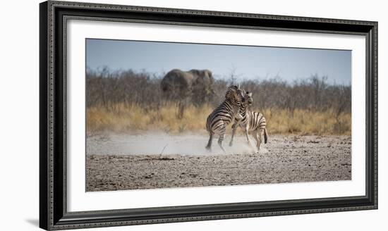 Plains Zebras, Equus Quagga, Fighting, with an Elephant in the Background-Alex Saberi-Framed Photographic Print