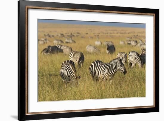 Plains Zebras (Equus Quagga), Masai Mara, Kenya, East Africa, Africa-Sergio Pitamitz-Framed Photographic Print