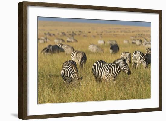 Plains Zebras (Equus Quagga), Masai Mara, Kenya, East Africa, Africa-Sergio Pitamitz-Framed Photographic Print