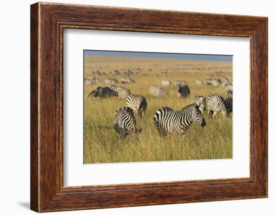 Plains Zebras (Equus Quagga), Masai Mara, Kenya, East Africa, Africa-Sergio Pitamitz-Framed Photographic Print