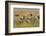 Plains Zebras (Equus Quagga), Masai Mara, Kenya, East Africa, Africa-Sergio Pitamitz-Framed Photographic Print