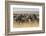 Plains Zebras (Equus Quagga), Masai Mara, Kenya, East Africa, Africa-Sergio Pitamitz-Framed Photographic Print