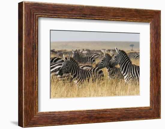 Plains Zebras (Equus Quagga), Masai Mara, Kenya, East Africa, Africa-Sergio Pitamitz-Framed Photographic Print