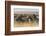 Plains Zebras (Equus Quagga), Masai Mara, Kenya, East Africa, Africa-Sergio Pitamitz-Framed Photographic Print