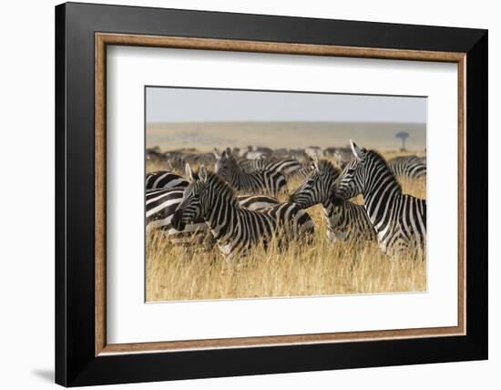 Plains Zebras (Equus Quagga), Masai Mara, Kenya, East Africa, Africa-Sergio Pitamitz-Framed Photographic Print