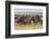 Plains Zebras (Equus Quagga), Masai Mara, Kenya, East Africa, Africa-Sergio Pitamitz-Framed Photographic Print