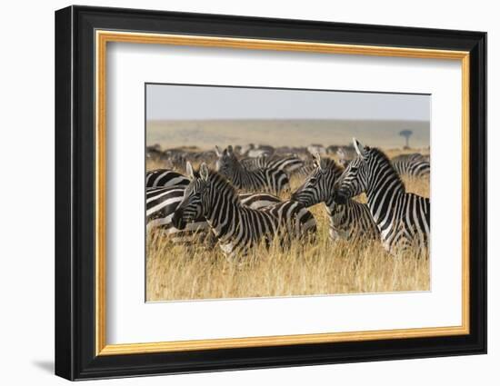 Plains Zebras (Equus Quagga), Masai Mara, Kenya, East Africa, Africa-Sergio Pitamitz-Framed Photographic Print