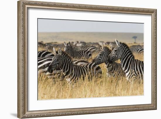 Plains Zebras (Equus Quagga), Masai Mara, Kenya, East Africa, Africa-Sergio Pitamitz-Framed Photographic Print