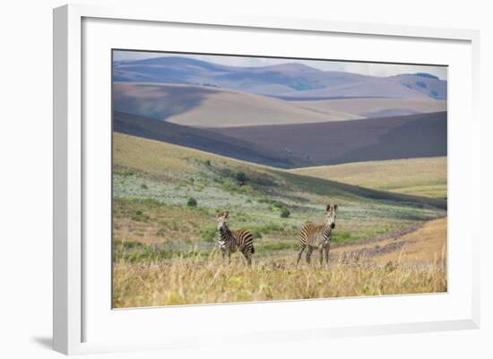 Plains Zebras (Equus Quagga), Nyika National Park, Malawi, Africa-Michael Runkel-Framed Photographic Print