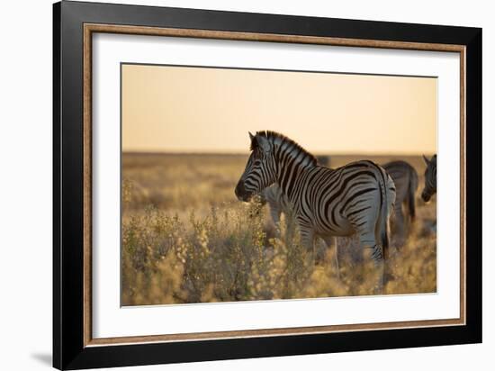 Plains Zebras, Equus Quagga, Stand in Tall Grassland at Sunset-Alex Saberi-Framed Photographic Print