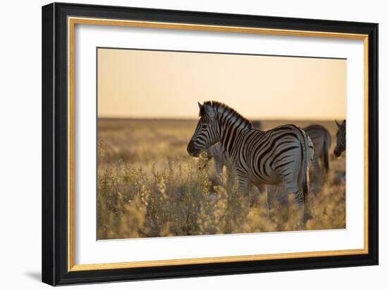 Plains Zebras, Equus Quagga, Stand in Tall Grassland at Sunset-Alex Saberi-Framed Photographic Print