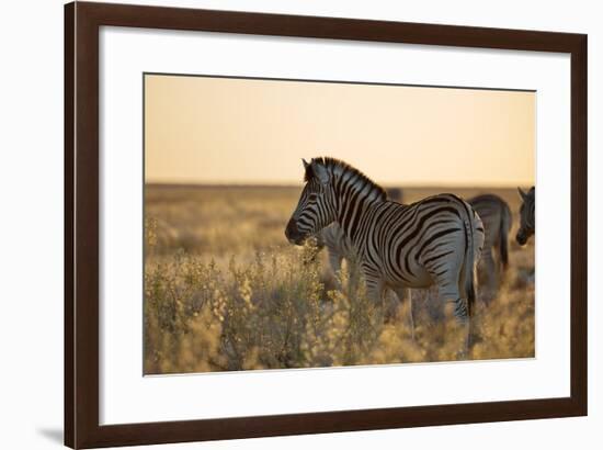 Plains Zebras, Equus Quagga, Stand in Tall Grassland at Sunset-Alex Saberi-Framed Photographic Print