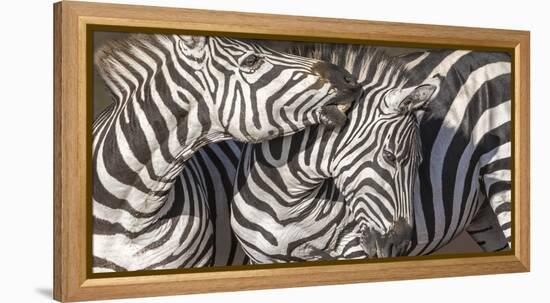 Plains Zebras, Kenya, Africa-Art Wolfe Wolfe-Framed Premier Image Canvas