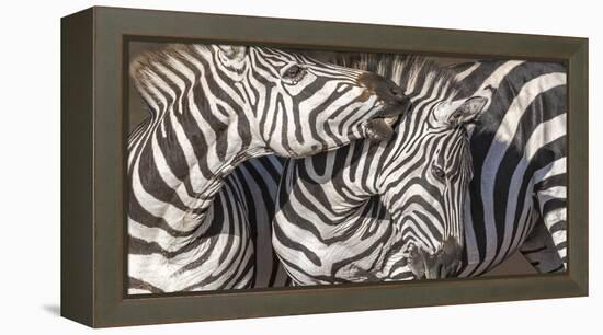 Plains Zebras, Kenya, Africa-Art Wolfe Wolfe-Framed Premier Image Canvas