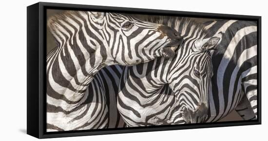 Plains Zebras, Kenya, Africa-Art Wolfe Wolfe-Framed Premier Image Canvas