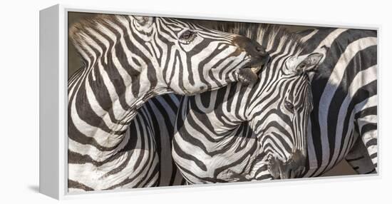 Plains Zebras, Kenya, Africa-Art Wolfe Wolfe-Framed Premier Image Canvas