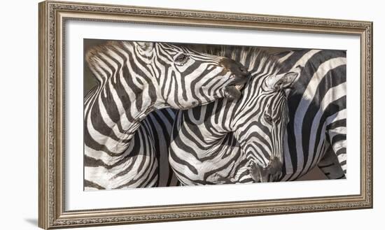 Plains Zebras, Kenya, Africa-Art Wolfe Wolfe-Framed Photographic Print