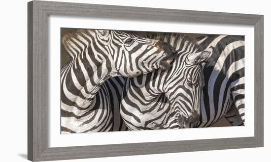 Plains Zebras, Kenya, Africa-Art Wolfe Wolfe-Framed Photographic Print