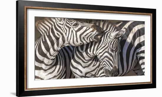 Plains Zebras, Kenya, Africa-Art Wolfe Wolfe-Framed Photographic Print