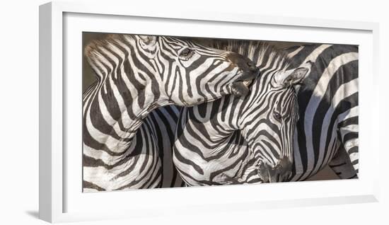 Plains Zebras, Kenya, Africa-Art Wolfe Wolfe-Framed Photographic Print