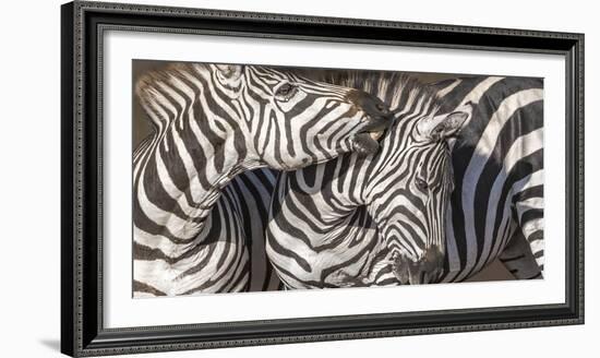 Plains Zebras, Kenya, Africa-Art Wolfe Wolfe-Framed Photographic Print