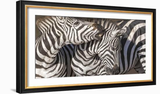 Plains Zebras, Kenya, Africa-Art Wolfe Wolfe-Framed Photographic Print