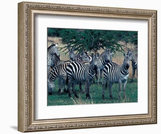 Plains Zebras, Serengeti National Park, Tanzania-Art Wolfe-Framed Photographic Print