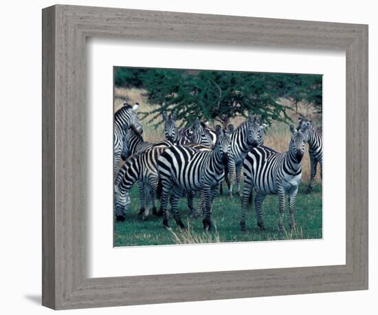 Plains Zebras, Serengeti National Park, Tanzania-Art Wolfe-Framed Photographic Print