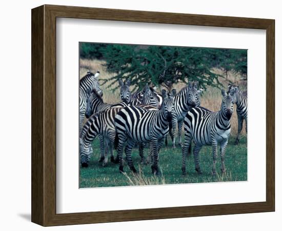 Plains Zebras, Serengeti National Park, Tanzania-Art Wolfe-Framed Photographic Print