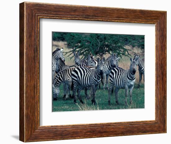 Plains Zebras, Serengeti National Park, Tanzania-Art Wolfe-Framed Photographic Print