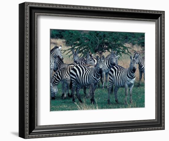 Plains Zebras, Serengeti National Park, Tanzania-Art Wolfe-Framed Photographic Print