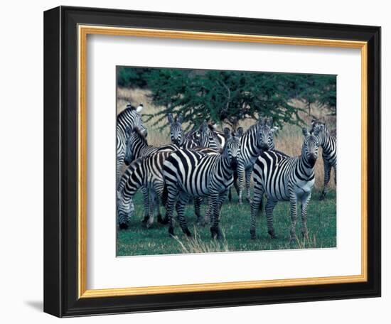 Plains Zebras, Serengeti National Park, Tanzania-Art Wolfe-Framed Photographic Print