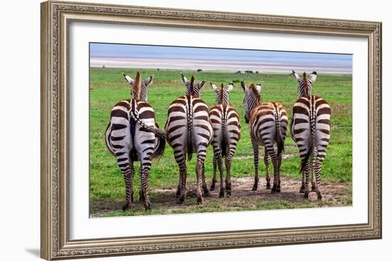 Plains Zebras, Tanzania-Art Wolfe-Framed Giclee Print